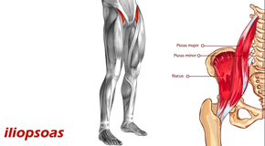 Toronto Back Pain and Iliopsoas Muscle Link