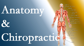 Yorkville Chiropractic and Wellness Centre proudly delivers chiropractic care based on knowledge of anatomy to diagnose and treat spine related pain.