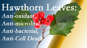 Yorkville Chiropractic and Wellness Centre presents new research regarding the flavonoids of the hawthorn tree leaves’ extract that are antioxidant, antibacterial, antimicrobial and anti-cell death. 