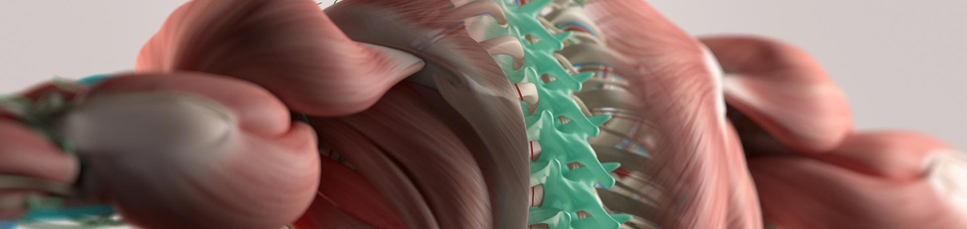 Toronto thoracic spine