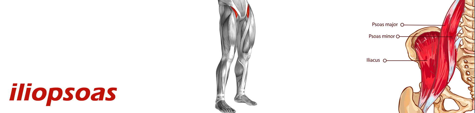 Toronto Back Pain and Iliopsoas Muscle Link