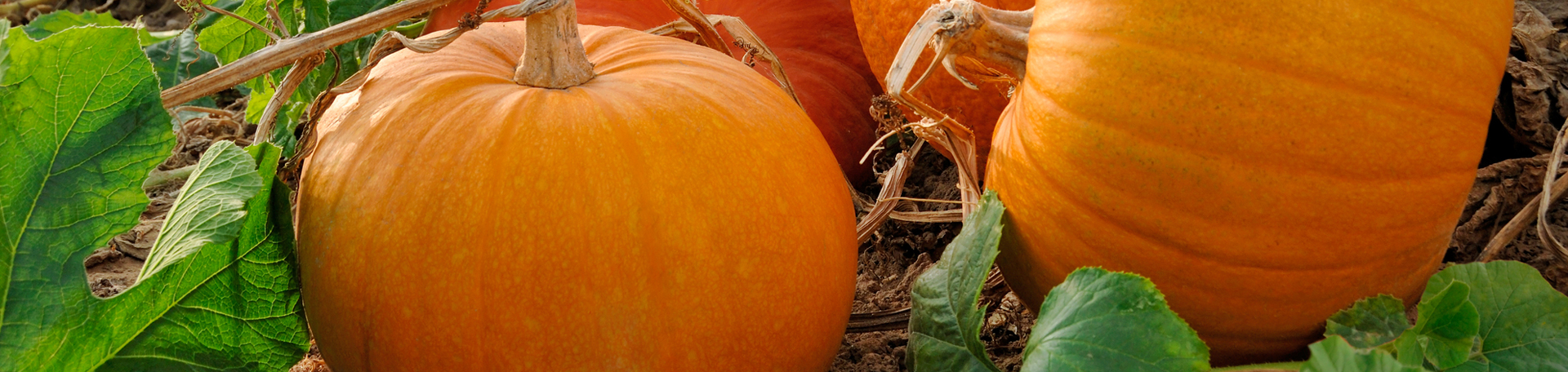 Toronto Pumpkin Leaves’ help for disc degeneration