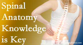 Yorkville Chiropractic and Wellness Centre understands spinal anatomy well – a benefit to everyday chiropractic practice!