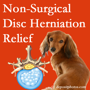 Often, the Toronto disc herniation treatment at Yorkville Chiropractic and Wellness Centre successfully relieves back pain for those with disc herniation. (Veterinarians treat dachshunds’ discs conservatively, too!)